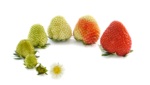 Aging Strawberry